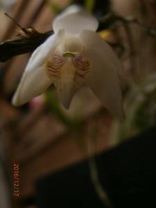 Dendrobium diffusum