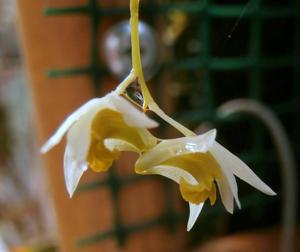 Dendrobium dixonianum
