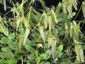 Barbosella cogniauxiana