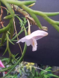 Dendrobium mindanaense