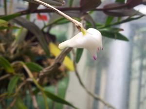 Dendrobium planibulbe