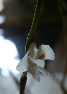 Dendrobium acinaciforme