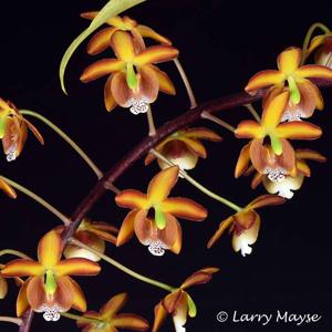 Eriopsis biloba