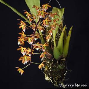 Eriopsis biloba