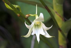 Sobennikoffia robusta