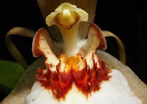 Coelogyne eberhardtii