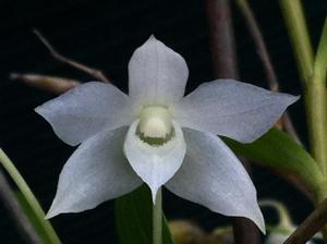 Dendrobium hercoglossum