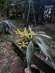 Coelogyne imbricans