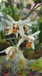 Coelogyne flaccida