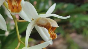 Coelogyne huettneriana var. lactea
