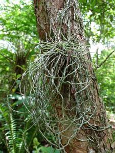 Campylocentrum grisebachii