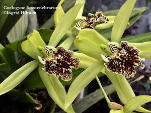 Coelogyne fonstenebrarum