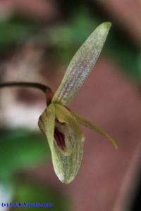 Barbosella crassifolia