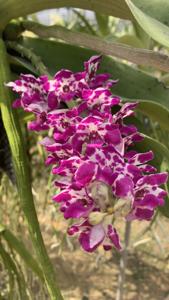 Rhynchostylis gigantea