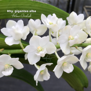 Rhynchostylis gigantea