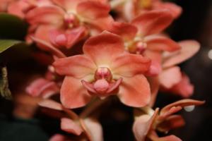 Rhynchostylis gigantea