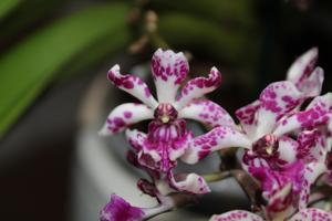 Rhynchostylis gigantea