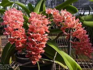 Rhynchostylis gigantea