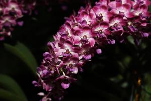 Rhynchostylis gigantea