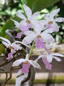Rhynchostylis gigantea subsp. violacea