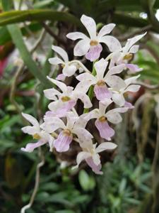 Rhynchostylis gigantea subsp. violacea