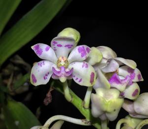 Rhynchostylis gigantea subsp. violacea