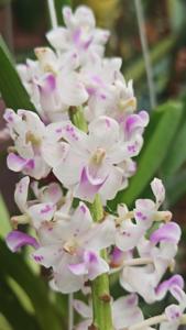 Rhynchostylis retusa