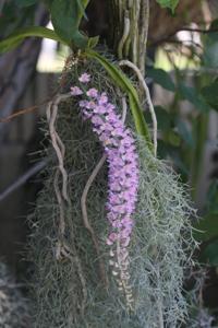 Rhynchostylis retusa