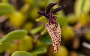 Bulbophyllum lasiochilum