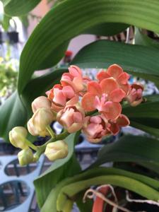 Rhynchostylis gigantea