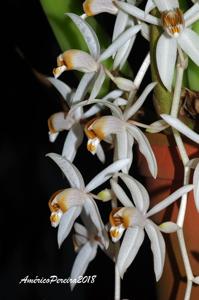 Coelogyne swaniana