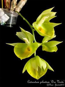 Catasetum pileatum