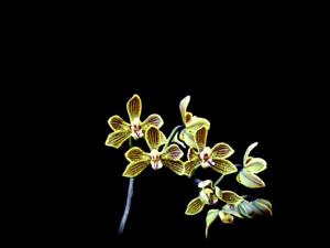 Phalaenopsis natmataungensis
