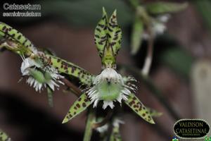 Catasetum semicirculatum
