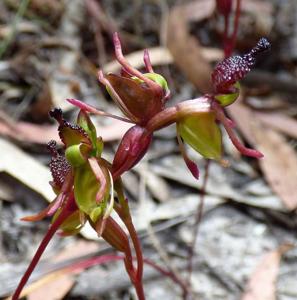 Caleana minor