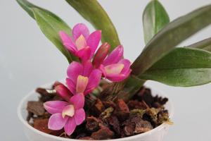 Dendrobium laevifolium