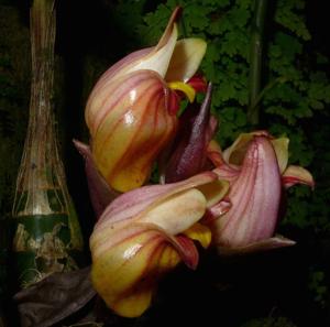 Acanthophippium splendidum
