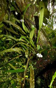 Dendrobium quinquelobum