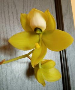 Cycnoches warszewiczii