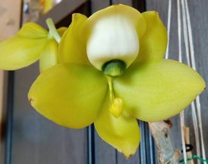 Cycnoches warszewiczii