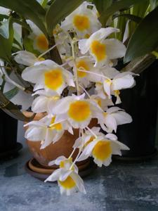 Dendrobium farmeri