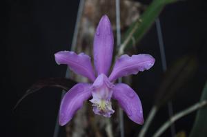 Cattleya kerrii