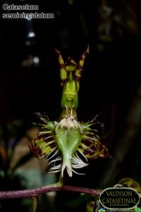 Catasetum semicirculatum