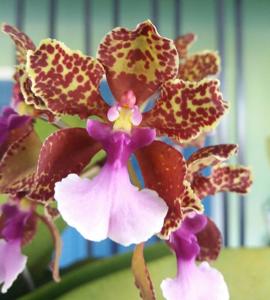 Trichocentrum lanceanum