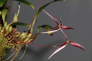 Bulbophyllum nitidum