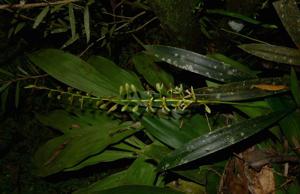 Coelogyne exaltata