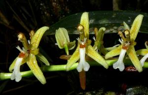 Coelogyne exaltata