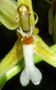 Coelogyne exaltata
