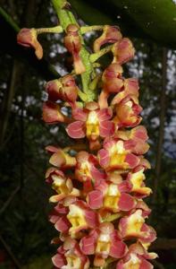 Robiquetia spathulata
