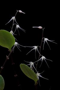 Opilionanthe manningii